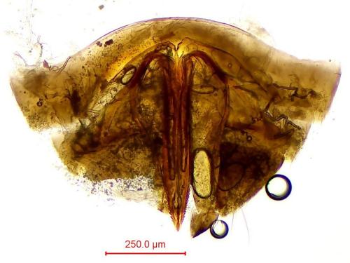 Orius sp.